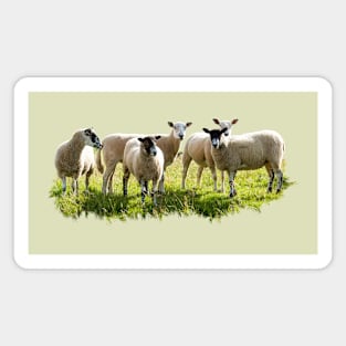 Flock of Sheep Magnet